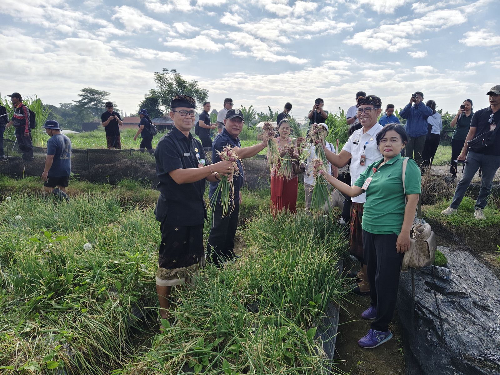 Pemkot Denpasar Sukses Panen Bawang Merah di Subak Buaji